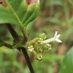 Sabicea panamensis Virág