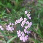 Achillea roseo-alba Λουλούδι