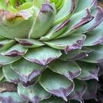 Sempervivum tectorum Листок