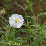 Cistus inflatus ശീലം