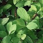 Erythroxylum coca Leaf