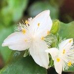 Tradescantia fluminensis Flor