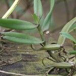 Angraecum moandense Fruto