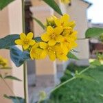 Lysimachia vulgaris花