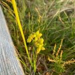 Scheuchzeria palustris Frukt