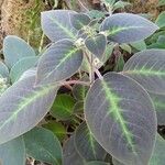 Kohleria warszewiczii Hoja