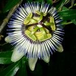 Passiflora caeruleaЦвят