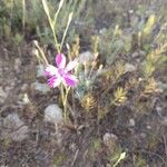 Dianthus lusitanus Flower