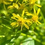 Solidago virgaurea花