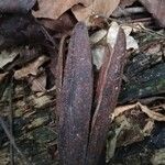 Entandrophragma angolense Fruit