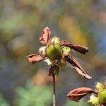 Hypericum lanceolatum Фрукт