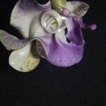 Cochliasanthus caracalla Blüte