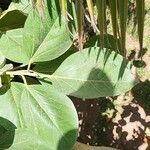 Ficus benghalensis Blad