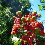 Clerodendrum speciosissimum Плод