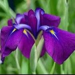 Iris ensata 花