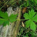 Aconitum columbianum Hoja