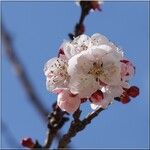Prunus armeniaca Blomma