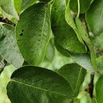 Pyrus cordata Folha