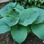 Hosta sieboldiana Natur