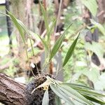 Octomeria grandiflora പുറംതൊലി