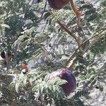 Prosopis farcta Fruchs