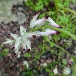 Fumaria capreolata Květ