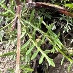 Sisymbrella aspera Hoja