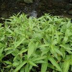 Persicaria senegalensis Habit