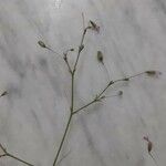 Eriogonum trichopes Blomst