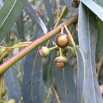 Corymbia citriodora Plod