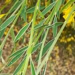 Genista florida Leaf