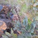 Escallonia pulverulenta Leaf