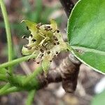 Pyrus calleryana Blüte