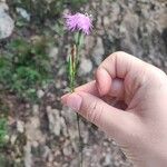 Dianthus hyssopifoliusBlomst