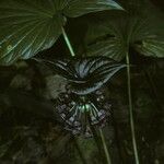 Tacca palmatifida Flower