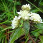 Hyptis atrorubens Flower