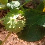 Datura innoxia Frutto