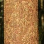 Gustavia hexapetala Bark