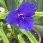 Tradescantia virginiana Altro