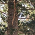 Araucaria cunninghamii Casca