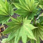 Acer shirasawanum Folha