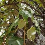Pterospermum acerifolium Hoja