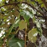 Pterospermum acerifolium Blad