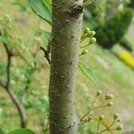 Cotoneaster multiflorus Bark