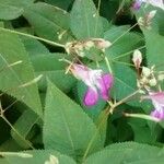 Impatiens balfourii Kvet