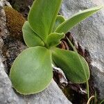 Primula auricula Fuelha