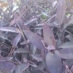 Tradescantia spp. 花