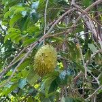 Annona muricata 果實