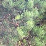 Pinus pinea Leaf