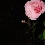 Rosa lucieae Flower